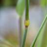 Fotografia 6 da espécie Phalaris canariensis do Jardim Botânico UTAD