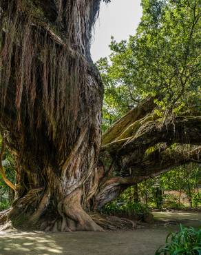 Fotografia 5 da espécie Metrosideros robusta no Jardim Botânico UTAD