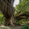 Fotografia 5 da espécie Metrosideros robusta do Jardim Botânico UTAD