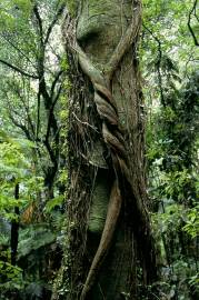 Fotografia da espécie Metrosideros robusta