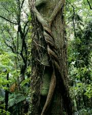 Fotografia da espécie Metrosideros robusta