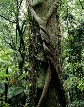 Fotografia 1 da espécie Metrosideros robusta no Jardim Botânico UTAD