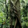 Fotografia 1 da espécie Metrosideros robusta do Jardim Botânico UTAD