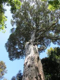 Fotografia da espécie Metrosideros robusta