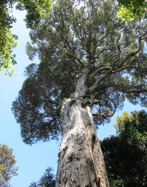 Fotografia 6 da espécie Metrosideros robusta no Jardim Botânico UTAD