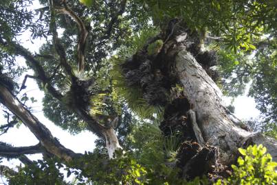 Fotografia da espécie Metrosideros robusta