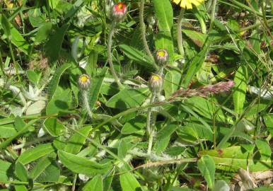 Fotografia da espécie Pilosella officinarum