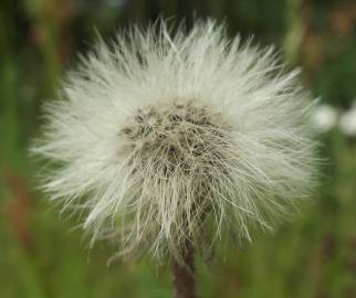 Fotografia da espécie Pilosella officinarum