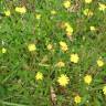 Fotografia 17 da espécie Pilosella officinarum do Jardim Botânico UTAD