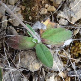 Fotografia da espécie Pilosella officinarum