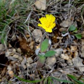 Fotografia da espécie Pilosella officinarum