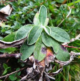 Fotografia da espécie Pilosella officinarum