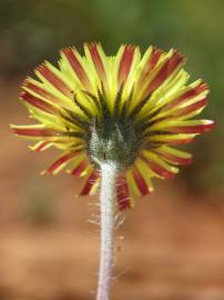 Fotografia da espécie Pilosella officinarum