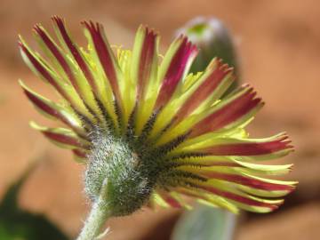 Fotografia da espécie Pilosella officinarum