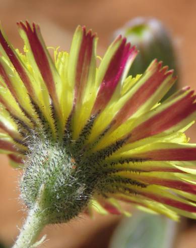 Fotografia de capa Pilosella officinarum - do Jardim Botânico