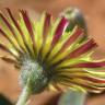 Fotografia 1 da espécie Pilosella officinarum do Jardim Botânico UTAD