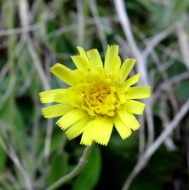 Fotografia da espécie Pilosella officinarum