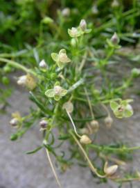 Fotografia da espécie Sagina procumbens