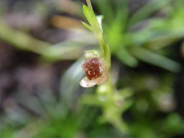 Fotografia da espécie Sagina procumbens