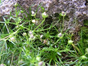 Fotografia da espécie Sagina procumbens