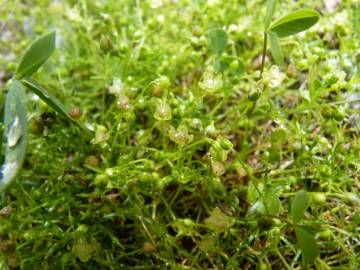 Fotografia da espécie Sagina procumbens