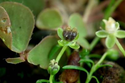 Fotografia da espécie Sagina procumbens