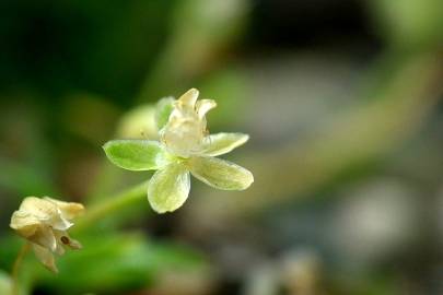 Fotografia da espécie Sagina procumbens