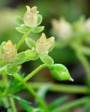 Fotografia da espécie Sagina procumbens