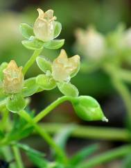 Sagina procumbens