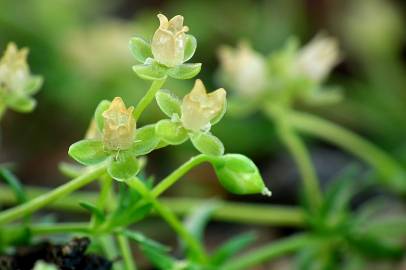 Fotografia da espécie Sagina procumbens