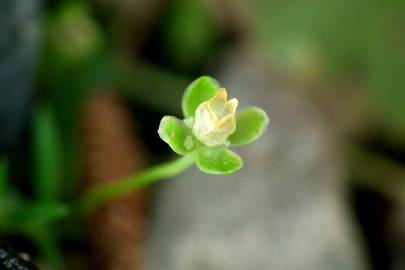 Fotografia da espécie Sagina procumbens