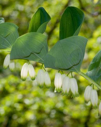 Fotografia de capa Polygonatum odoratum - do Jardim Botânico