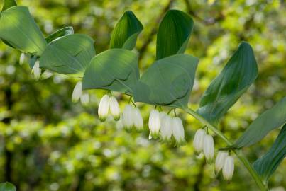 Fotografia da espécie Polygonatum odoratum