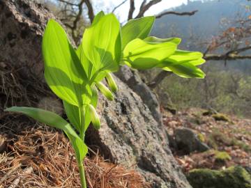 Fotografia da espécie Polygonatum odoratum