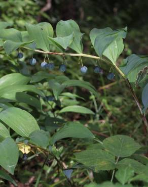 Fotografia 24 da espécie Polygonatum odoratum no Jardim Botânico UTAD