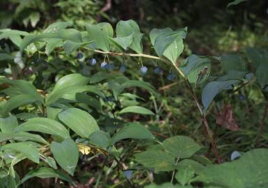 Fotografia da espécie Polygonatum odoratum