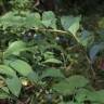 Fotografia 24 da espécie Polygonatum odoratum do Jardim Botânico UTAD