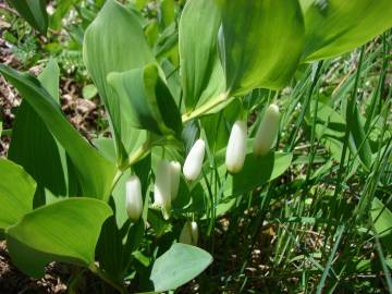 Fotografia da espécie Polygonatum odoratum