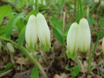 Fotografia da espécie Polygonatum odoratum