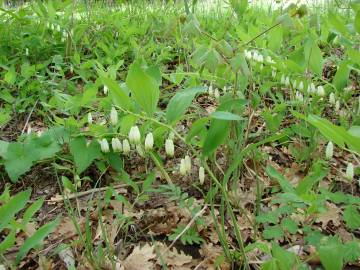 Fotografia da espécie Polygonatum odoratum