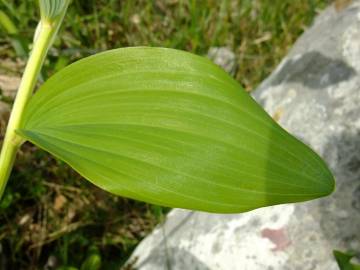Fotografia da espécie Polygonatum odoratum