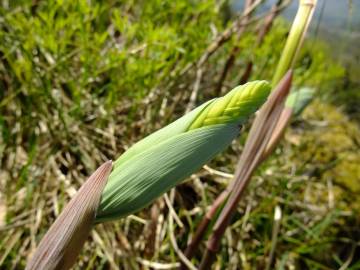 Fotografia da espécie Polygonatum odoratum