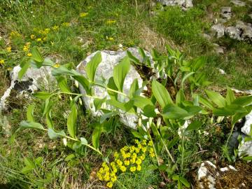 Fotografia da espécie Polygonatum odoratum