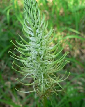 Fotografia 13 da espécie Phyteuma spicatum no Jardim Botânico UTAD