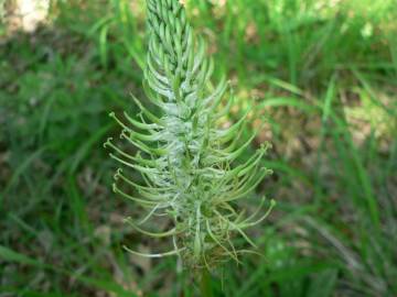 Fotografia da espécie Phyteuma spicatum