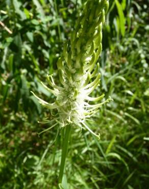 Fotografia 14 da espécie Phyteuma spicatum no Jardim Botânico UTAD