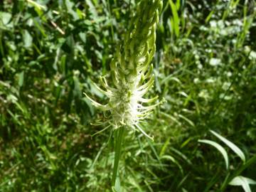 Fotografia da espécie Phyteuma spicatum