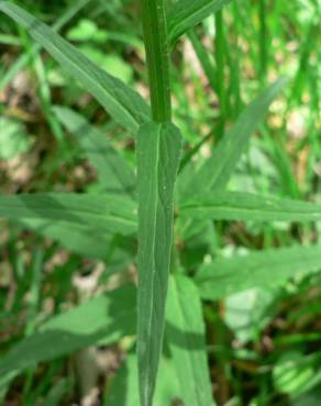 Fotografia 15 da espécie Phyteuma spicatum no Jardim Botânico UTAD