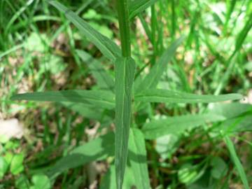 Fotografia da espécie Phyteuma spicatum