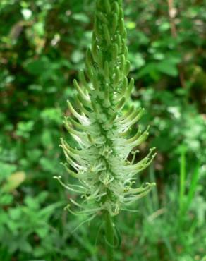 Fotografia 16 da espécie Phyteuma spicatum no Jardim Botânico UTAD